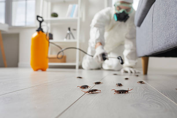Post-Treatment Bed Bug Interceptor Monitoring in Upland